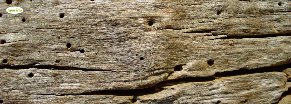 carcoma en la madera
