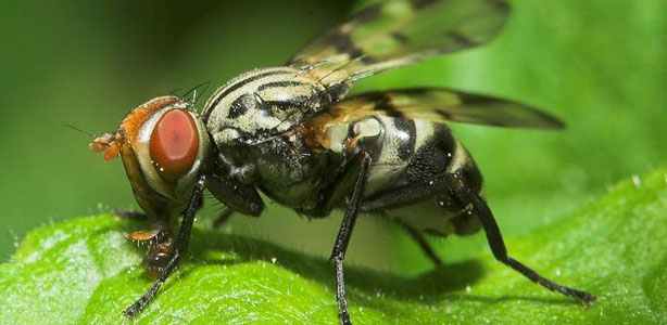 plaga de moscas
