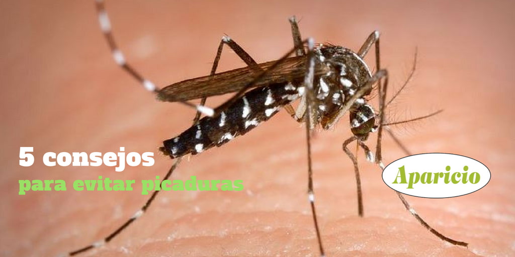 5 Consejos Para Evitar Las Picaduras De Mosquito