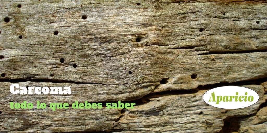 Tratamiento de maderas, problemas con carcoma y termitas – Lavisane