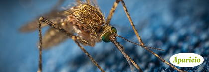 Mosquitos: Algunos Consejos Sobre Cómo Proteger Tu Negocio