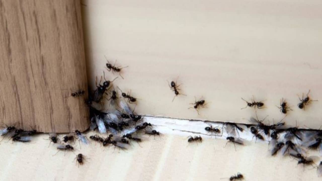 Como Evitar Las Hormigas En Casa