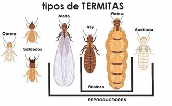 tipos-termitas-subterraneas