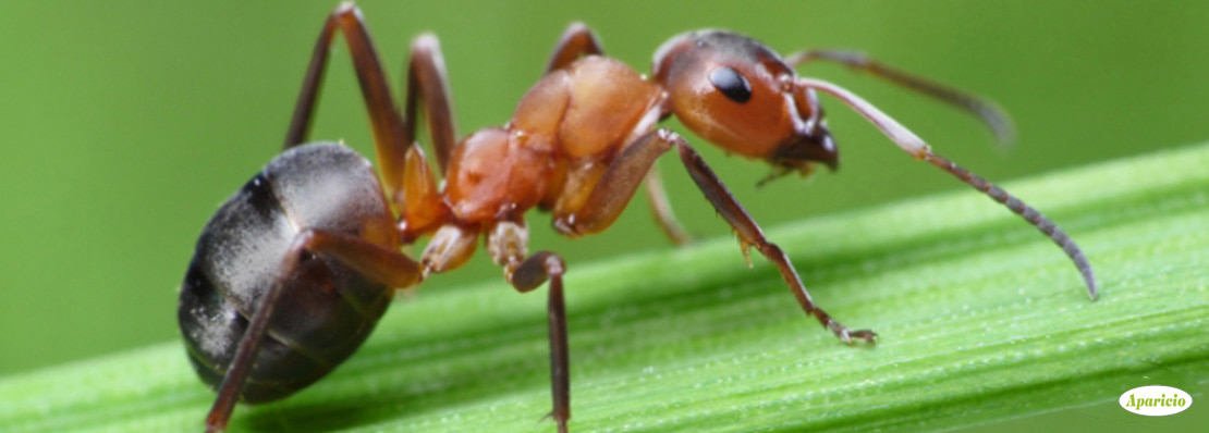 control plaga hormigas