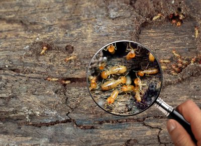 Carcoma, Polilla Y Termita: Aprende A Identificarlas