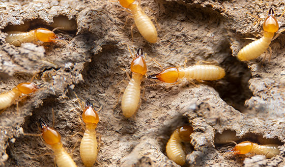 tratamiento-contra-termitas-valencia Tratamiento contra termitas