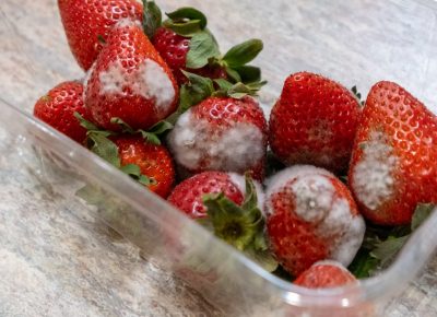 Qué Son Las Micotoxinas Y Cómo Impactan La Seguridad Alimentaria