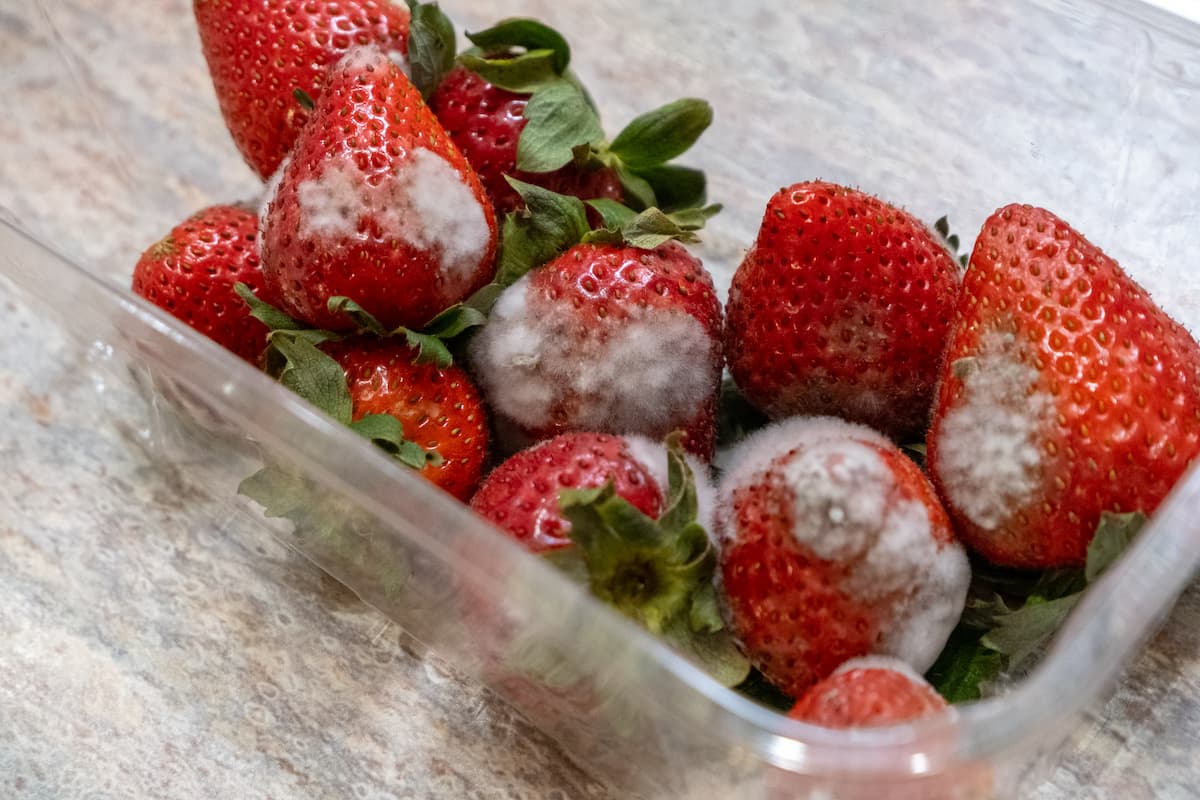 Qué Son Las Micotoxinas Y Cómo Impactan La Seguridad Alimentaria